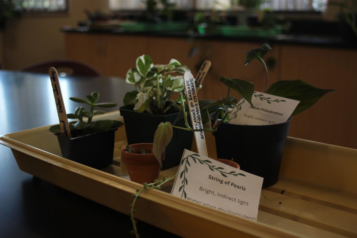 Friendships Bloom in Garden Club